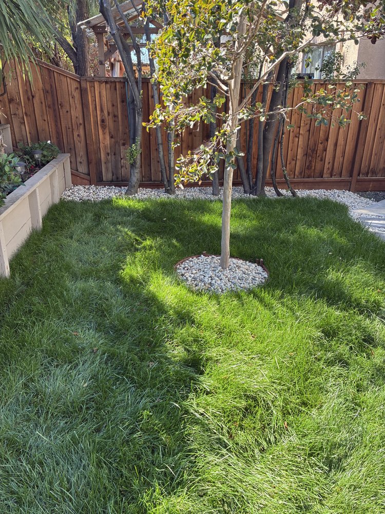 Backyard Garden Cleanup