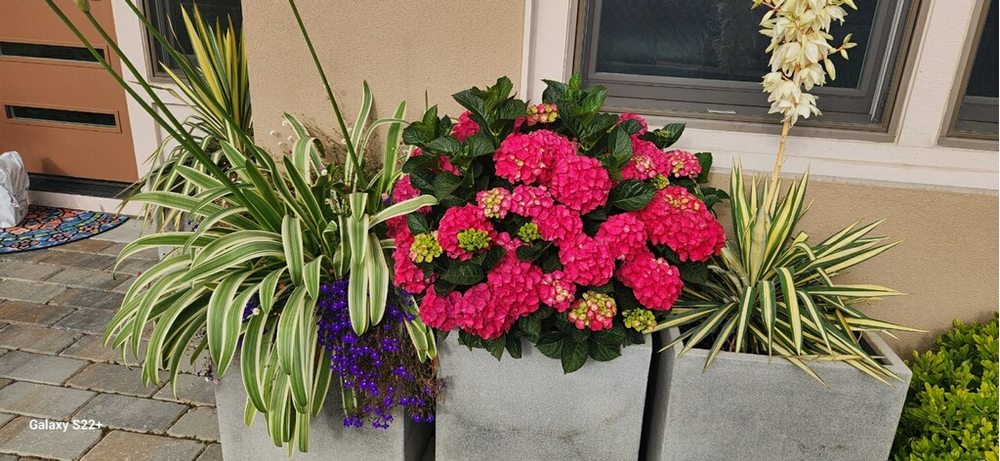 Planters & Flowers