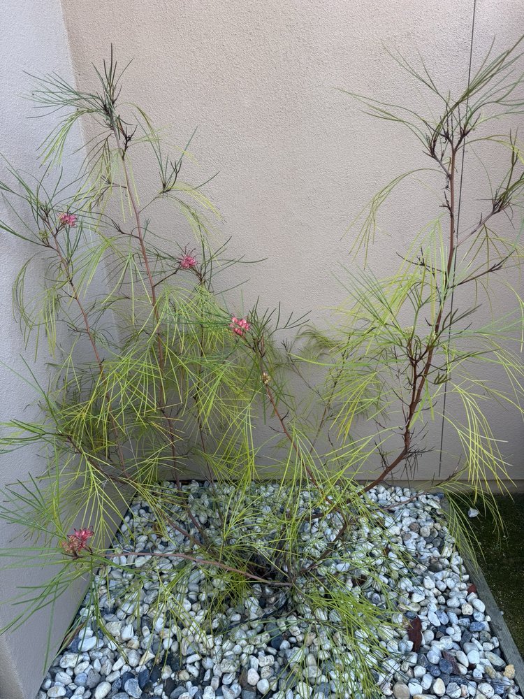 Shrub Trimming
