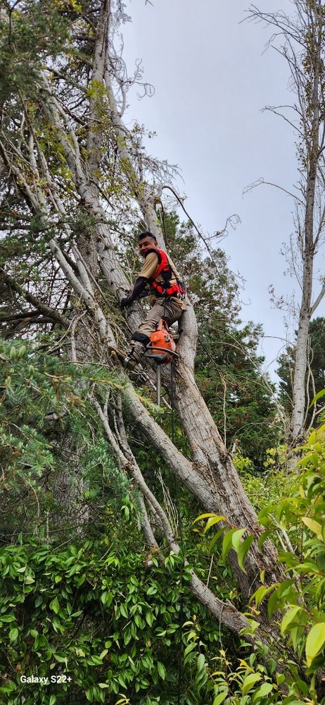 Tree Care